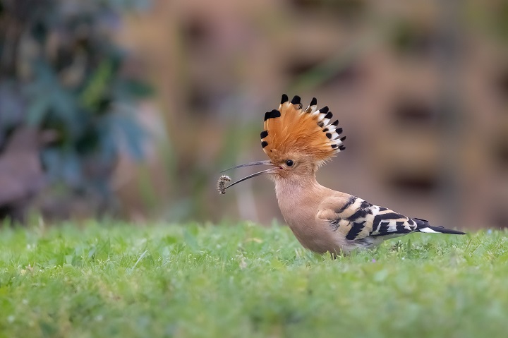 La biodiversité dans les fermes